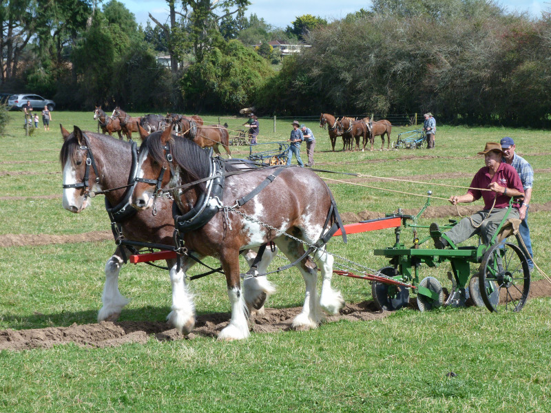Horse and Plough competition - The days of the horse and plough are long gone. Photo by Clive Dalton